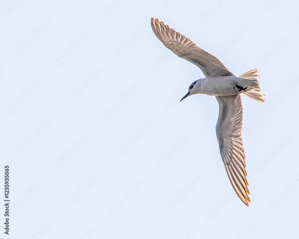 Obraz premium A Gull-Billed tern