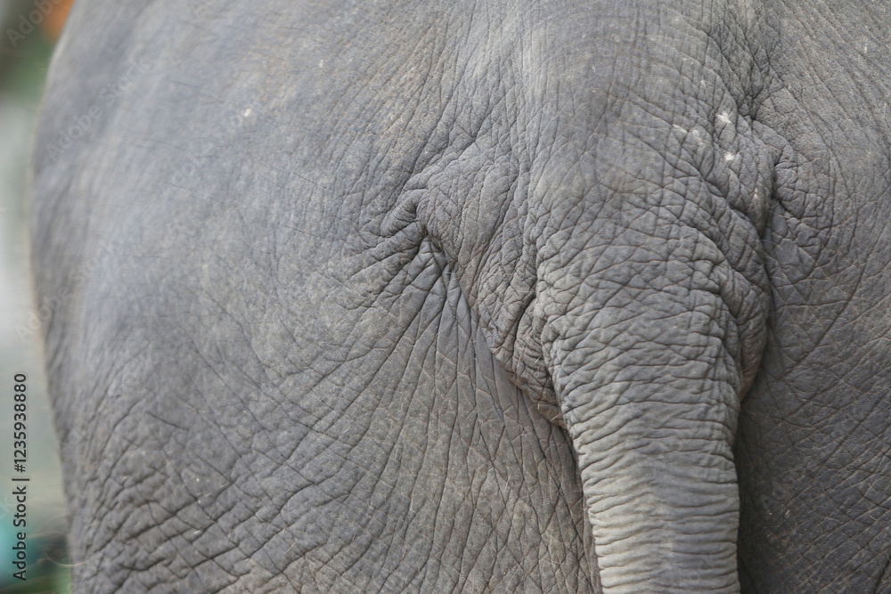 Fototapeta premium Elephant skin, close-up, background texture