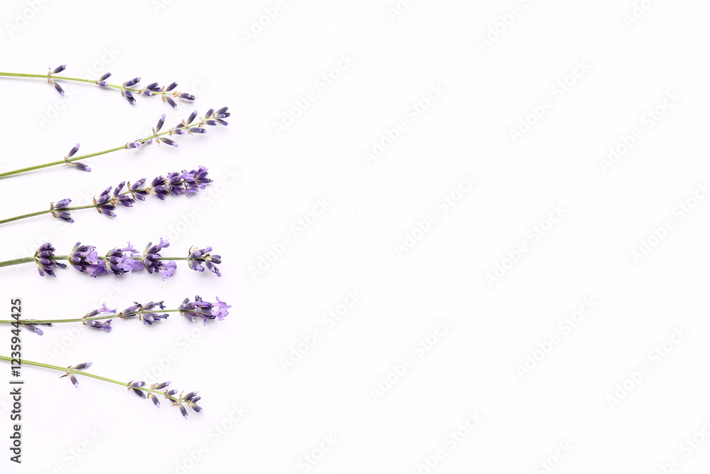 Branches of beautiful lavender flowers on white background Branches of beautiful lavender flowers on white background