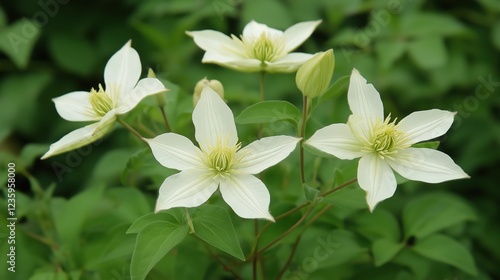 Creamy White Clematis Blossoms A Detailed Closeup View