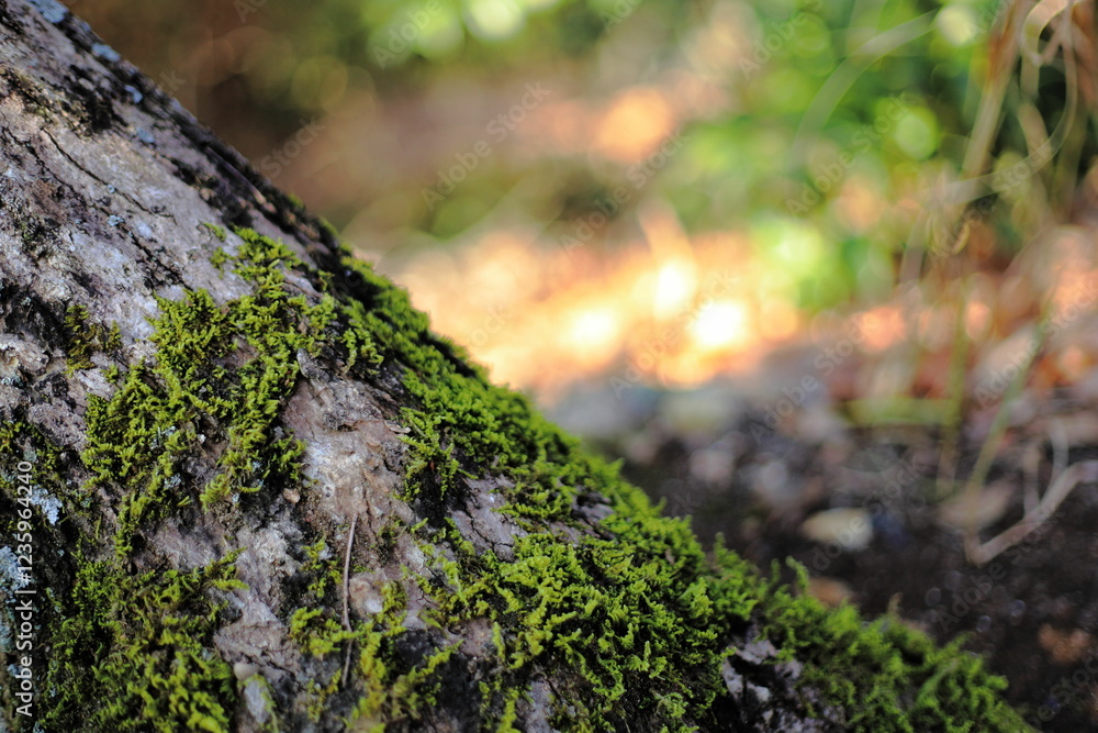 岐阜県岐阜市金華山の苔の生えた木と光 岐阜県岐阜市金華山の苔の生えた木と光