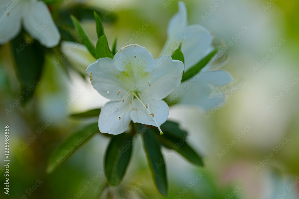 Obraz premium ツツジ