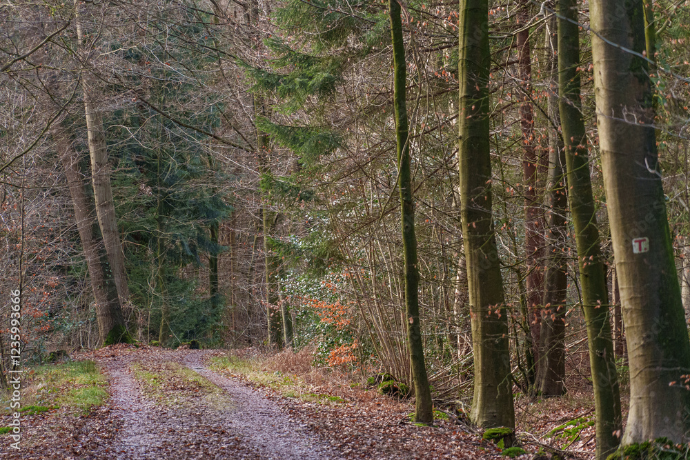 Obraz premium Fürstenau im Onsabrücker Land