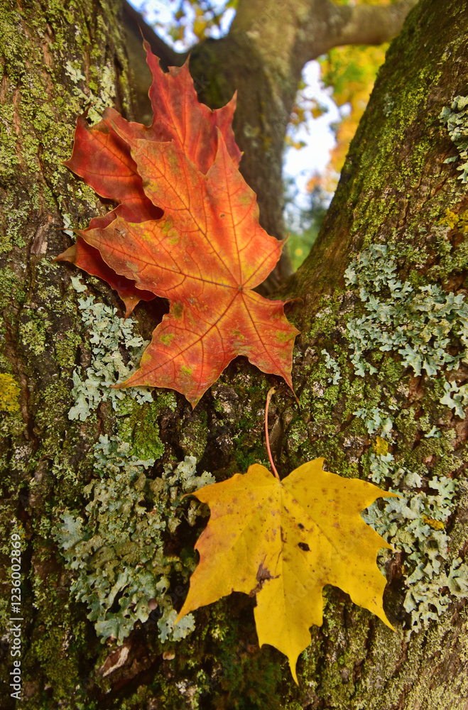 Red maple leaf on a tree trunk covered with green moss. Red maple leaf on a tree trunk covered with green moss.