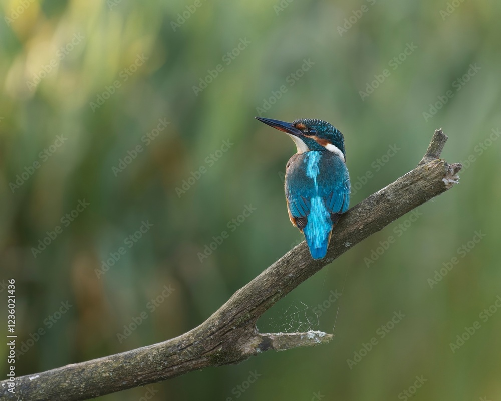 Common kingfisher perched on a branch Common kingfisher perched on a branch