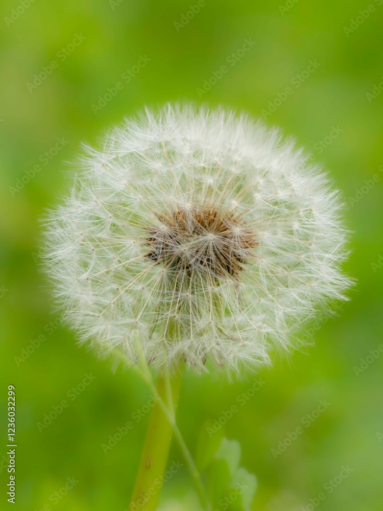 Fototapeta premium タンポポの綿毛のある風景