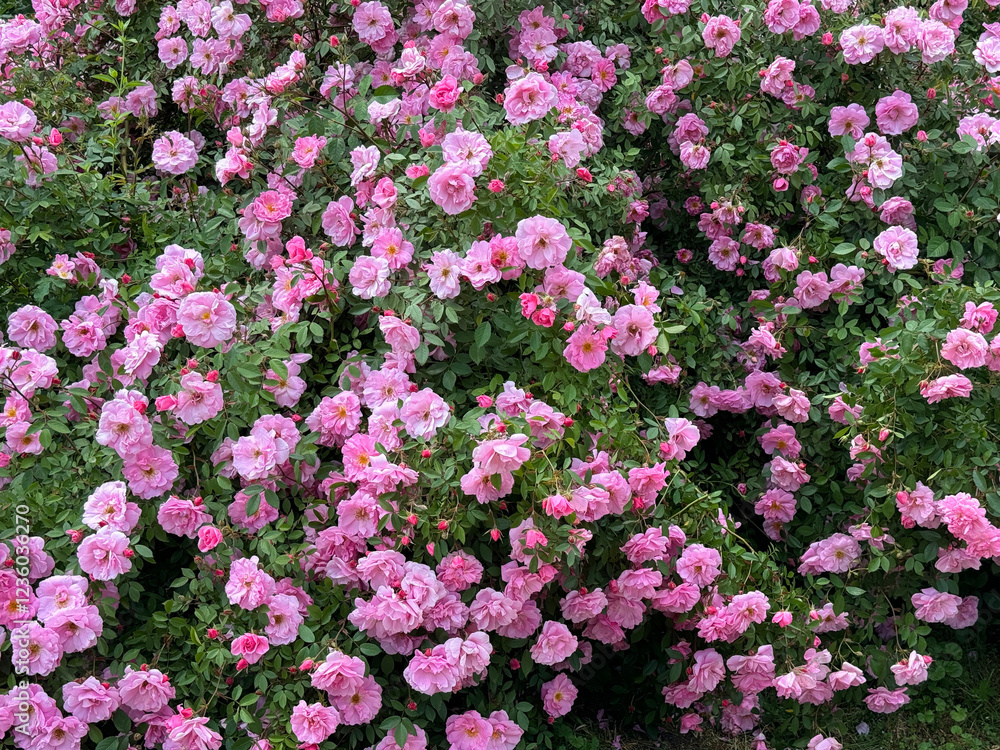 Climbing rose bush with rosettes pink petals, creating a breathtaking display. Climbing rose bush with rosettes pink petals, creating a breathtaking display.