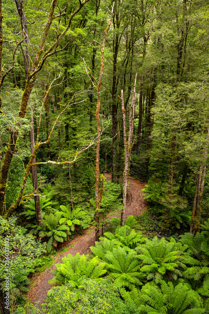 High Angle View of a footpath in the rainforest, Otway National Park, Victoria, Australia High Angle View of a footpath in the rainforest, Otway National Park, Victoria, Australia