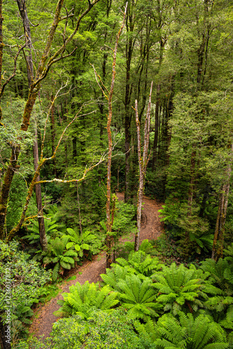 High Angle View of a footpath in the rainforest, Otway National Park, Victoria, Australia photo