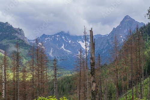 Fototapeta Naklejka Na Ścianę i Meble -  View of the peaks of the Tatra Mountains in Poland. Beautiful landscape with mountains and clouds.