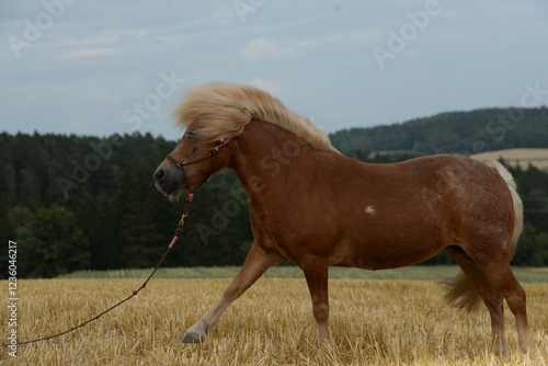 Zirkuslektionen beim Shetlandpony photo