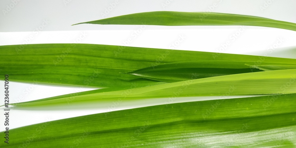 Fresh Pandan Leaves Close-Up Fresh Pandan Leaves Close-Up