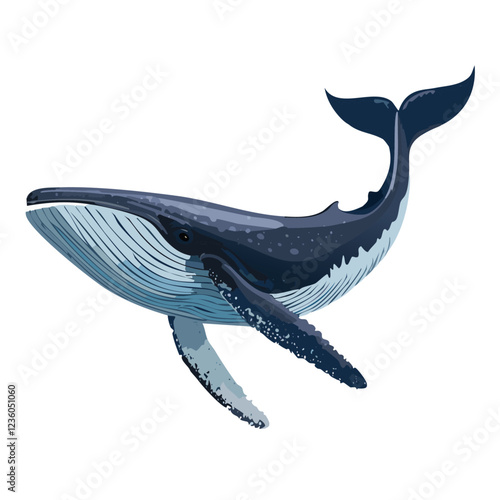 Humpback whale swimming in the ocean