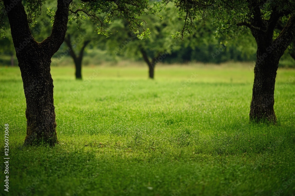 A field of green grass with trees in the background, perfect for outdoor scenes or nature-inspired designs A field of green grass with trees in the background, perfect for outdoor scenes or nature-inspired designs
