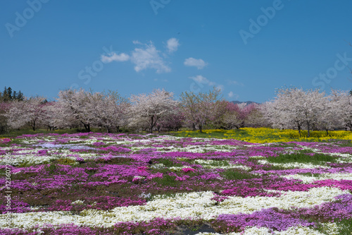 桜と芝桜畑 photo