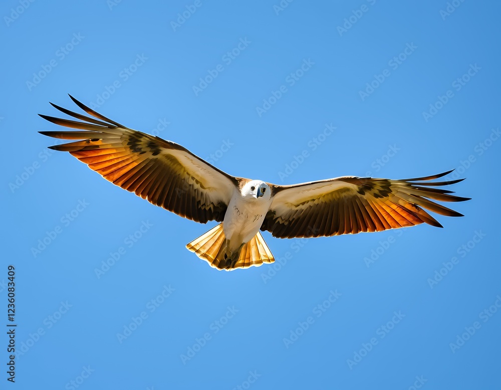 Obraz premium Majestic White-Bellied Sea-Eagle in Flight Against a Vivid Blue Sky