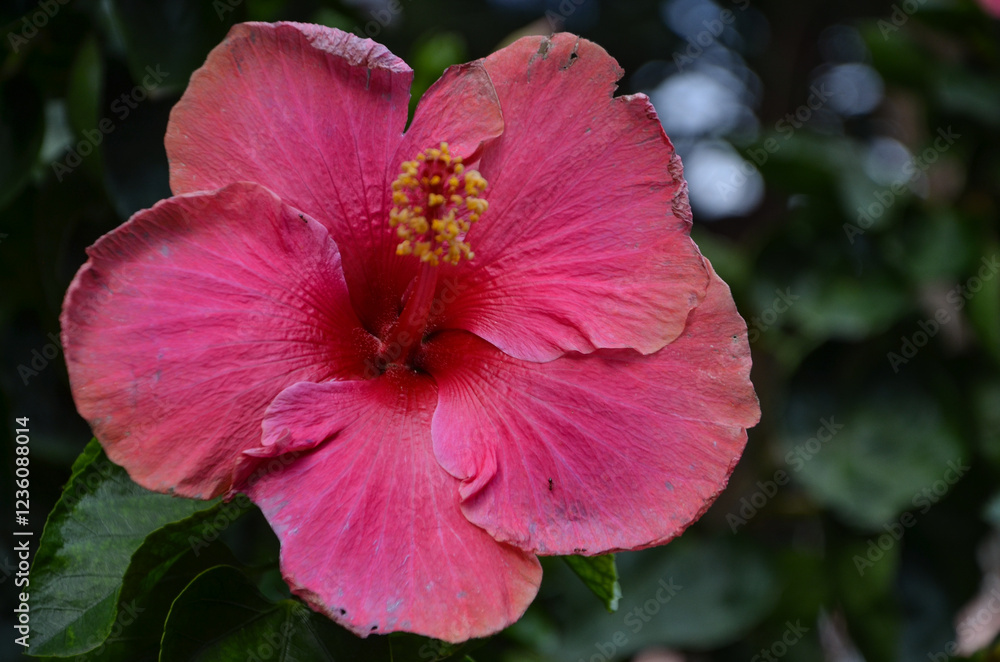 Red hibiscus in a garden in Taormina.It is a flower that you can give to anyone to make them feel simply good. Red hibiscus in a garden in Taormina.It is a flower that you can give to anyone to make them feel simply good.
