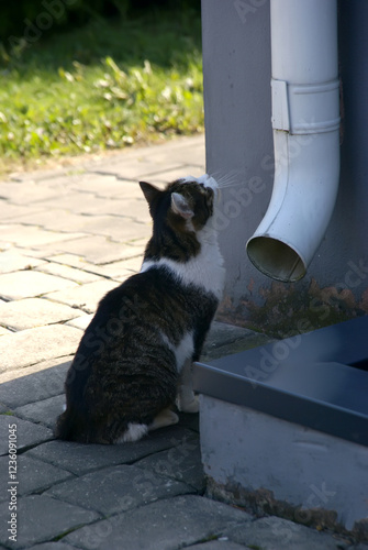 Cat looking at drainpipe