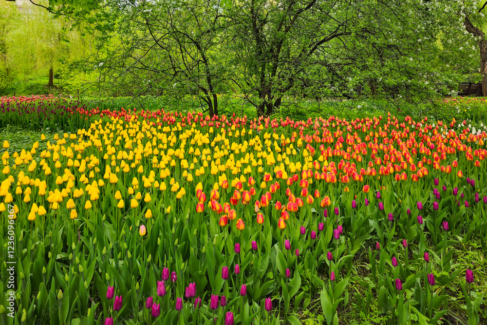 Flowerbed with colorful tulips in spring. Flowerbed with colorful tulips in spring.