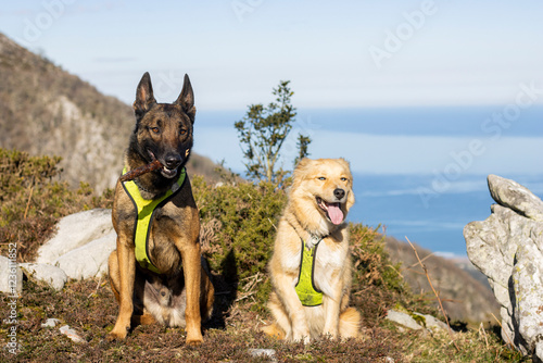 Belgian Malinois shepherd dog and cinnamon dog with blue eyes in the mountains in the 