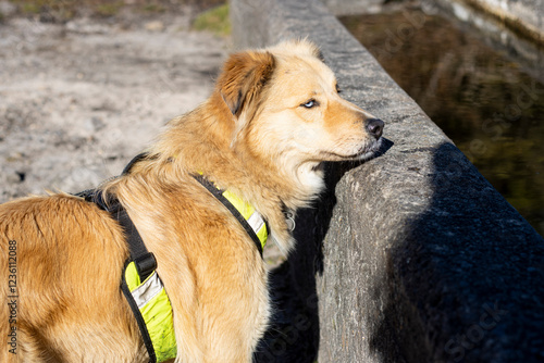 cinnamon dog with blue eyes on a walk through the mountains in the 