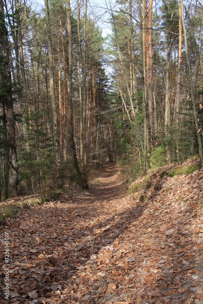 Polish forests, beautiful in their greenery and lush flora. Polish forests, beautiful in their greenery and lush flora.