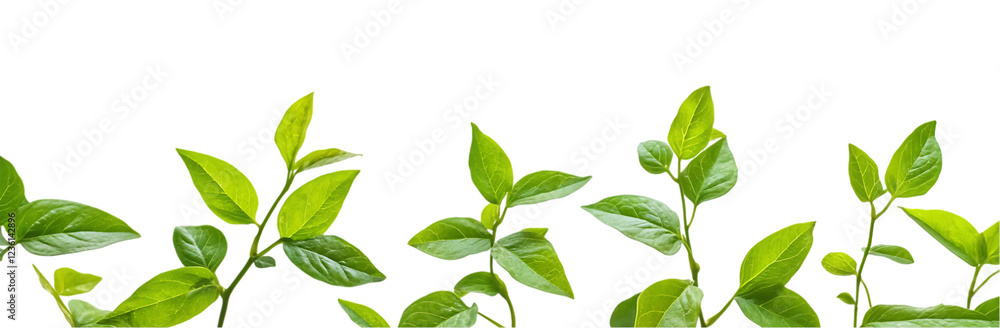 Vines with green leaves on a transparent background Vines with green leaves on a transparent background
