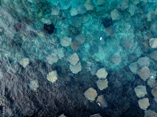 Many Stingray in the indian ocean near by a port. photo