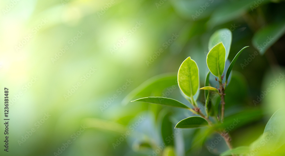 Closeup beautiful view of nature green leaf on greenery blurred background with sunlight and copy space. It is use for natural ecology summer background and fresh wallpaper concept. Closeup beautiful view of nature green leaf on greenery blurred background with sunlight and copy space. It is use for natural ecology summer background and fresh wallpaper concept.