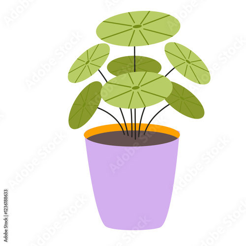 Illustration of UFO Plant. Chinese Money Plant.