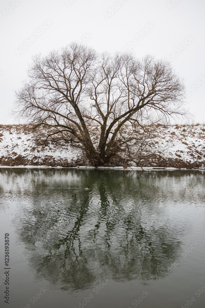 Winter landscape with a lonely bare willow on the river bank. The tree is reflected symmetrically in the ripples of the water, like in a mirror Winter landscape with a lonely bare willow on the river bank. The tree is reflected symmetrically in the ripples of the water, like in a mirror