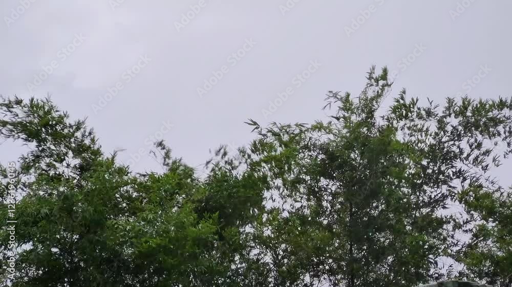 Bamboo trees blowing by very strong winds in the afternoon at Pamekasan, Indonesia