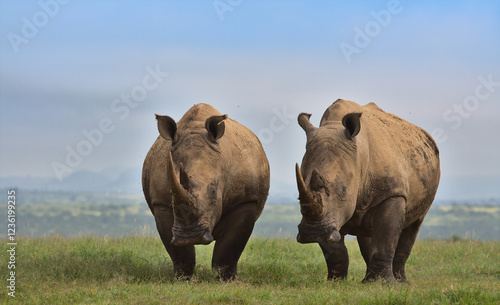 front view of a crash of two southern white rhinos standing alert in the wild savannah of solio game reserve, kenya