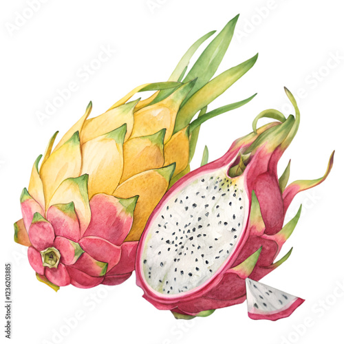 dragon fruit watercolor illustration