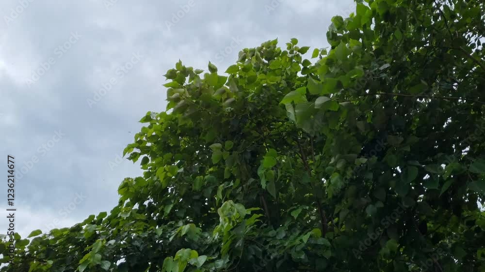 4K Nature Strong Wind Blows before the rain Shakes Trees During a Storm in the afternoon in Pamekasan, Indonesia 4K Nature Strong Wind Blows before the rain Shakes Trees During a Storm in the afternoon in Pamekasan, Indonesia
