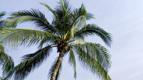 Wallpaper Mural Close-up view of a tropical coconut palm tree with lush green fronds stretching towards a clear blue sky. A symbol of exotic destinations and summer vacations. Check the gallery for similar footage. Torontodigital.ca