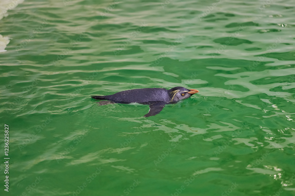 The southern rockhopper penguin Eudyptes chrysocome playing in water The southern rockhopper penguin Eudyptes chrysocome playing in water