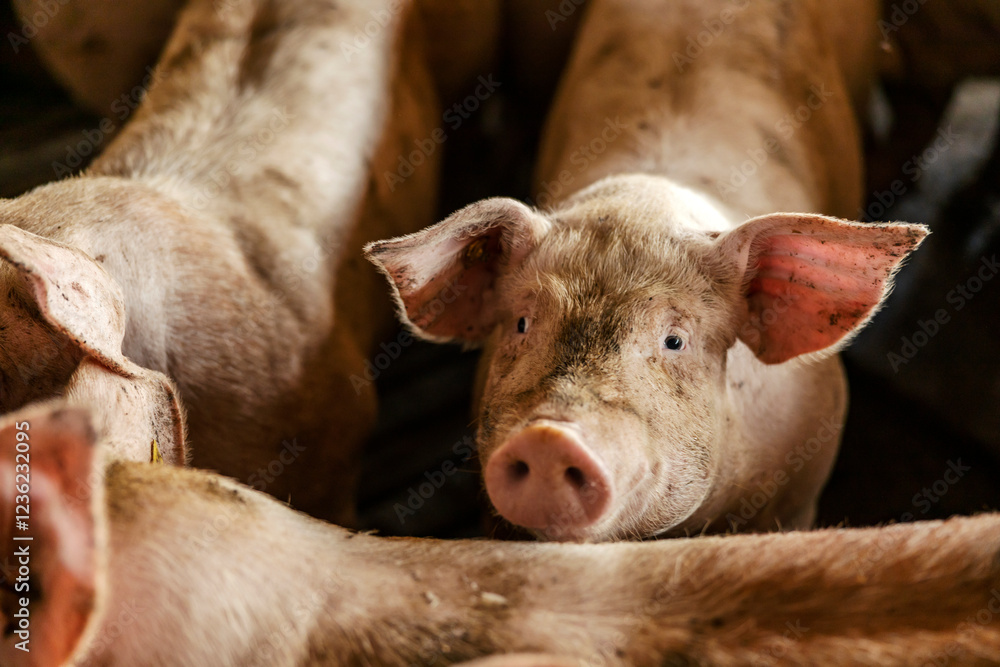 Pig in pen surrounded other pigs curiously looking at the camera. Livestock and pigs breeding. Pig in pen surrounded other pigs curiously looking at the camera. Livestock and pigs breeding.