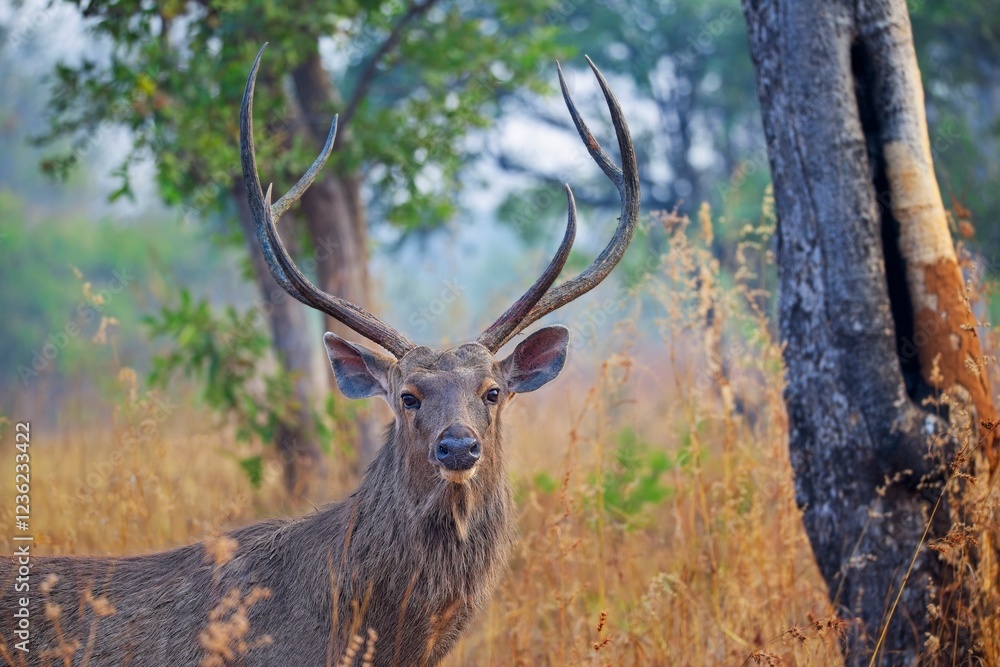 Fototapeta premium Sambar deer with impressive antlers stands amid dry grass and trees in a forested area.