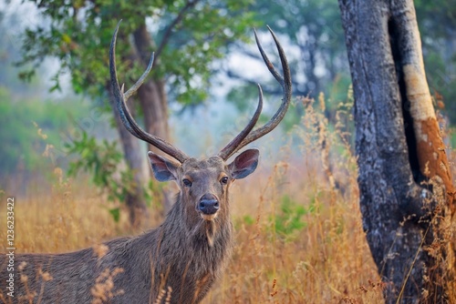 Sambar deer with impressive antlers stands amid dry grass and trees in a forested area. 