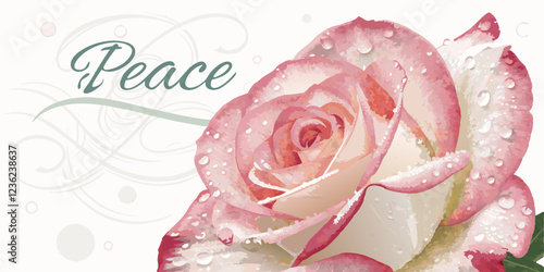 pink rose with water drops with peace 