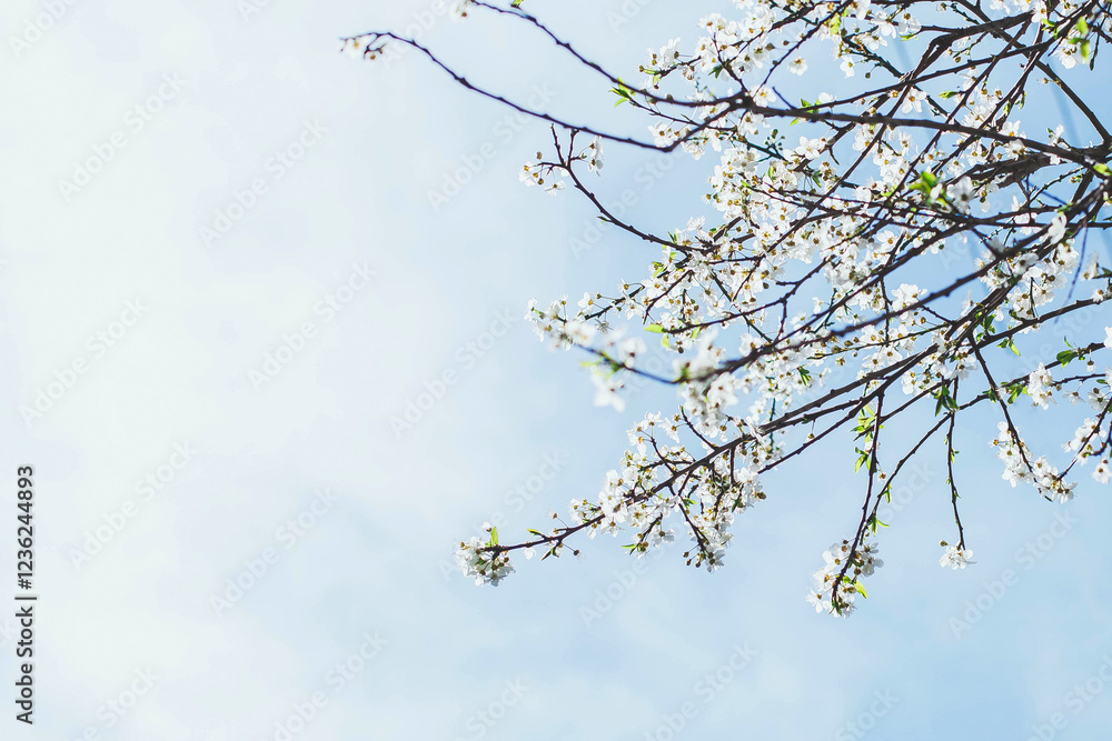 Blooming tree branches with delicate white flowers against a soft blue sky, creating a sense of freshness and tranquility. The empty space allows for text placement, making it ideal for designs Blooming tree branches with delicate white flowers against a soft blue sky, creating a sense of freshness and tranquility. The empty space allows for text placement, making it ideal for designs