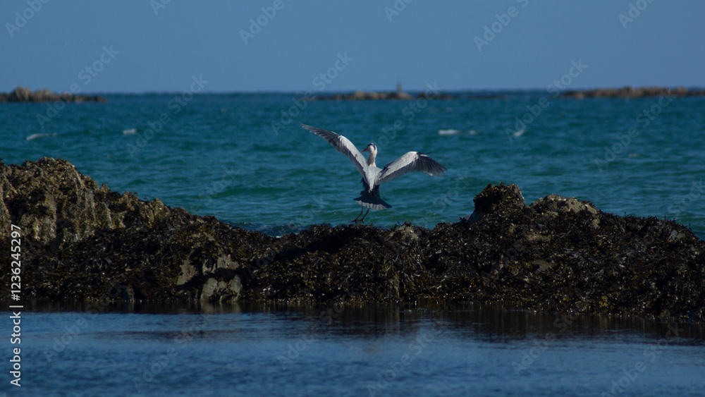 Naklejka premium Grey Heron in Flight