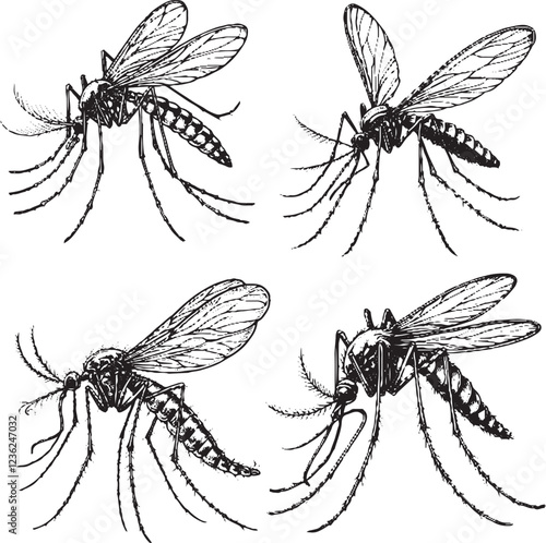 "Detailed Black and White Mosquito Illustrations