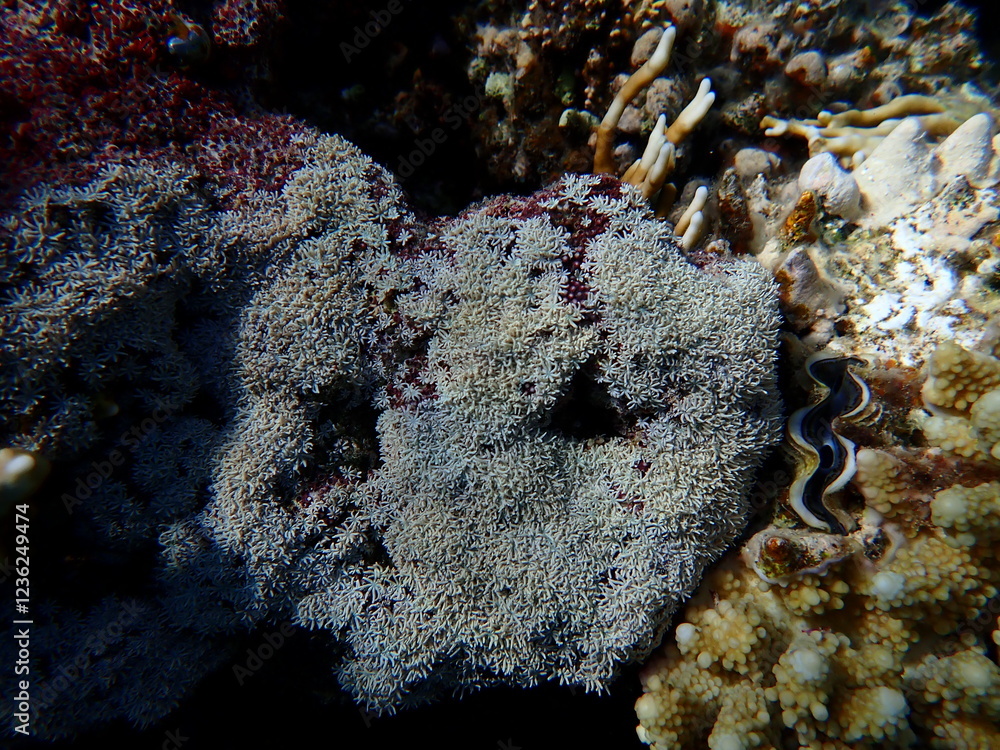 Fototapeta premium Organ pipe coral (Tubipora musica) undersea, Red Sea, Egypt, Sharm El Sheikh, Montazah Bay
