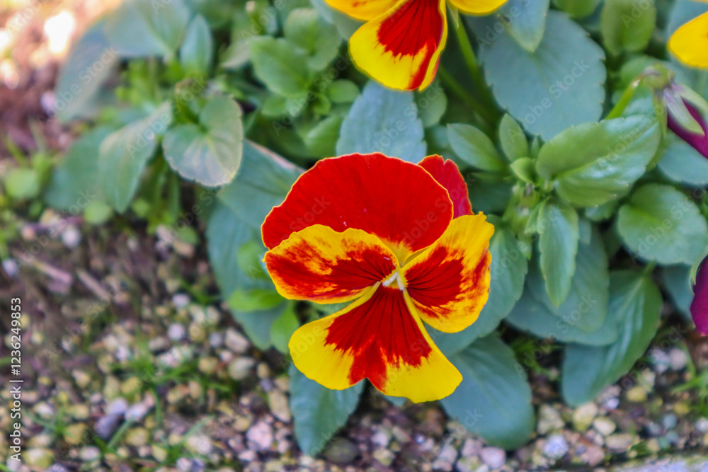 Pansies bloom in the garden in spring Pansies bloom in the garden in spring