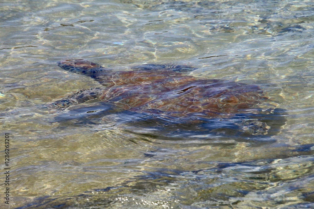 Obraz premium Meeresschildkröte am Strand von Curacao 