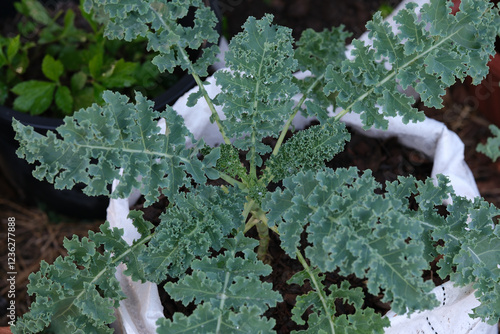 Close up of green curly kale plant in a vegetable garden, Green kale leaves, one of the super foods, beneficial for health lovers. High in antioxidants in Thailand