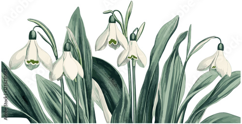 1920s Snowdrop vintage engraving, delicate white flowers, green leaves, botanical design, antique floral art, historical flower print, nature illustration, vintage nature decor