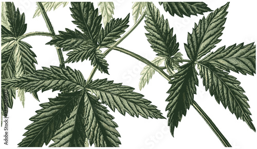 Deep green leaves with earthy tones, intricate sketchy engraving style, 1930s Nettle plant, vintage botanical illustration, detailed nature design, organic leaves, engraving art, nature sketch